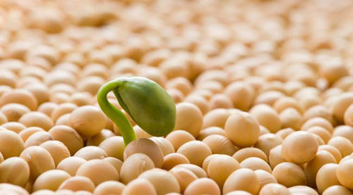 女性吃大豆有什么好处？